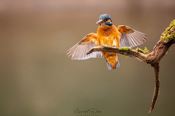 Martin-pêcheur d´Europe (Alcedo atthis) Common Kingfisher.